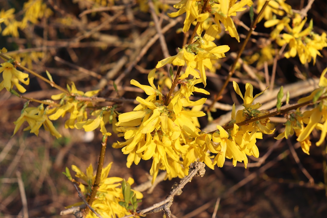 Forsythia