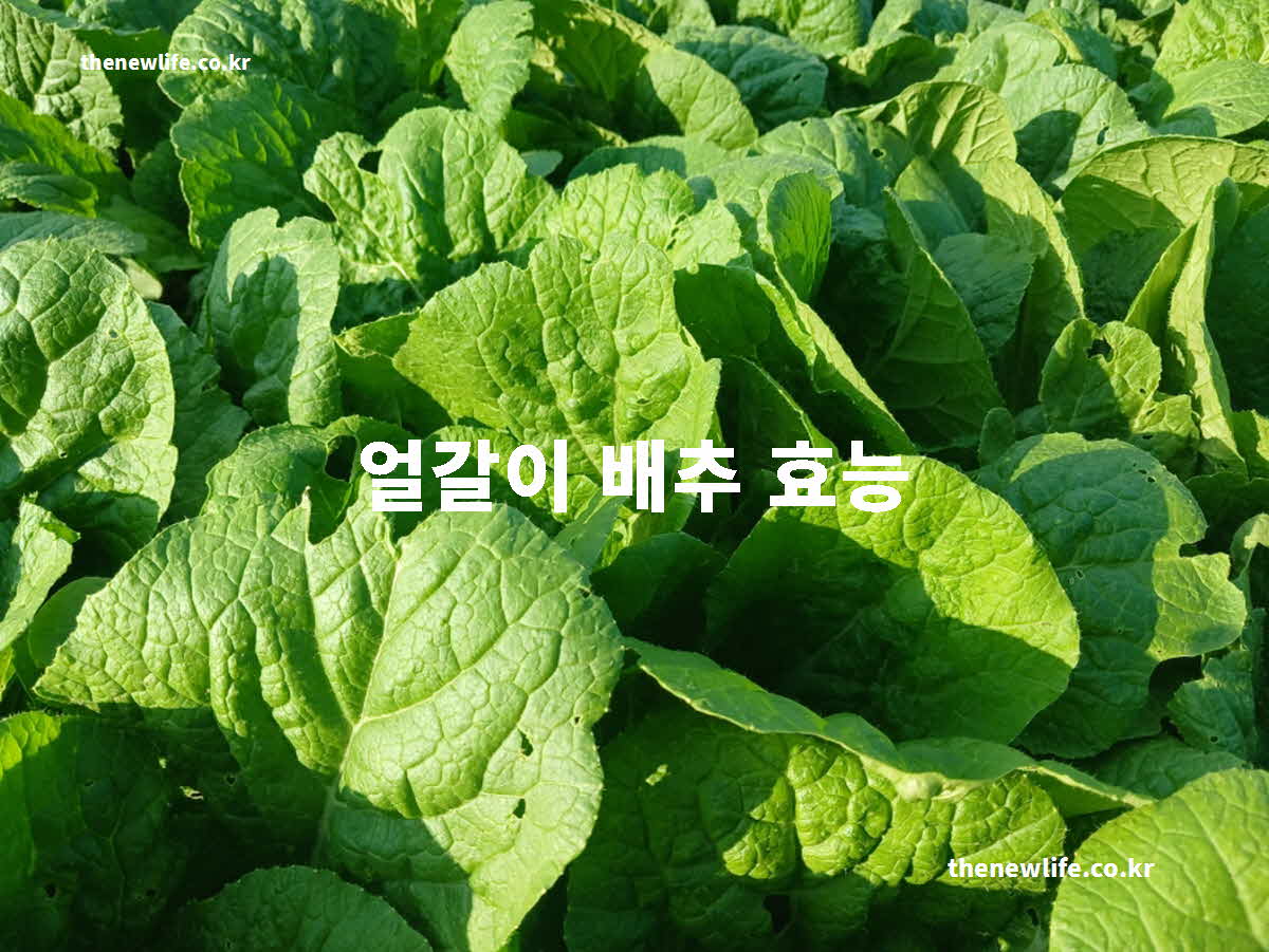 얼갈이 배추 효능 대표 실사진