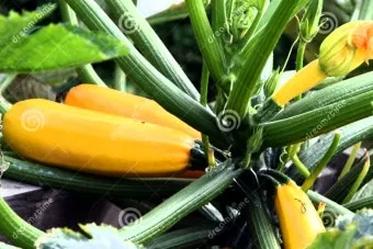 주키니 재배 모종 활착 순치기 수확 타이밍_5