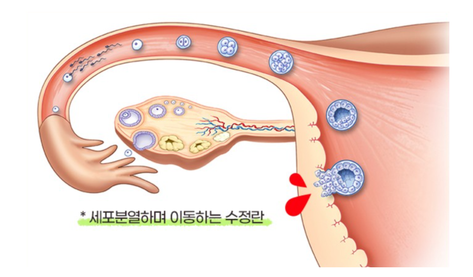 임신 테스트 시점은 언제가 좋을까?