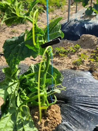 작물 순지르기 유인 기본 토마토 오이 가지 고추 수형관리_2