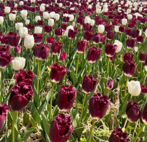 5월에 방문하는 축제 BEST 7