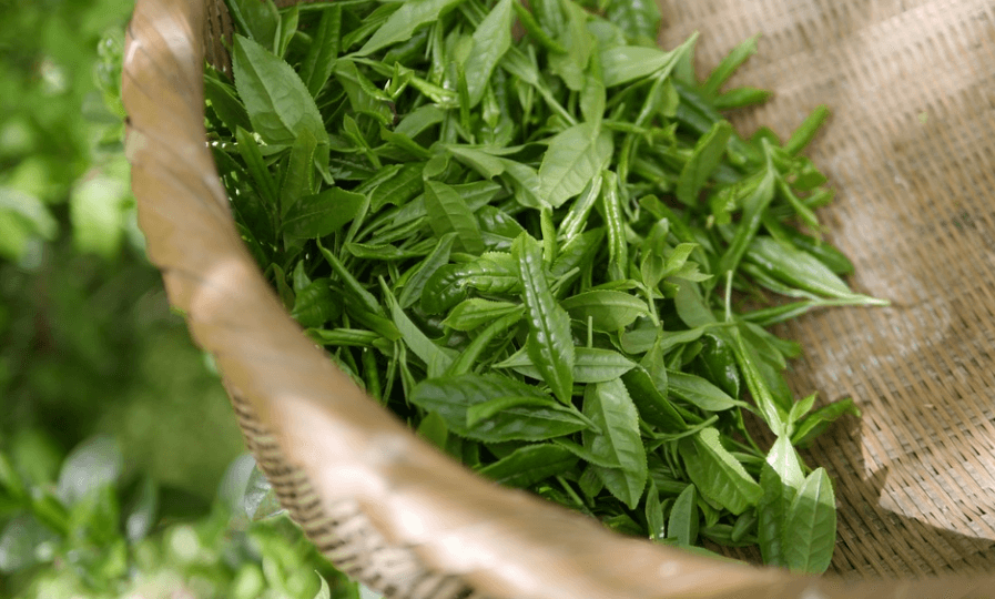 중성 지방 낮추는 방법으로 도움이 되는 녹차 잎이 바구니에 담겨 있다