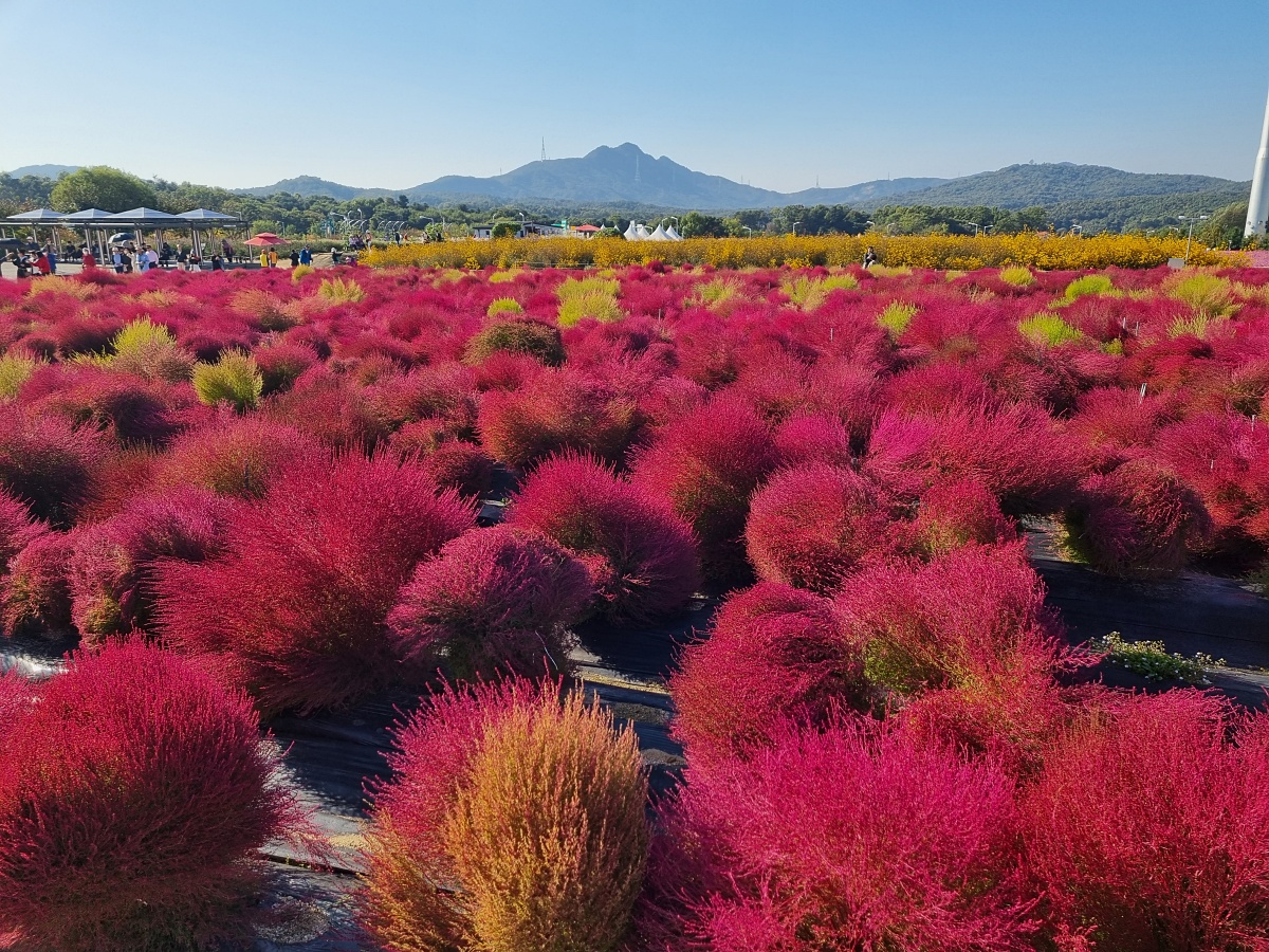 2024 양주 나리공원 천일홍 축제: 수도권에서 핑크뮬리, 댑싸리, 팜파스를 볼 수 있는 가을 여행지