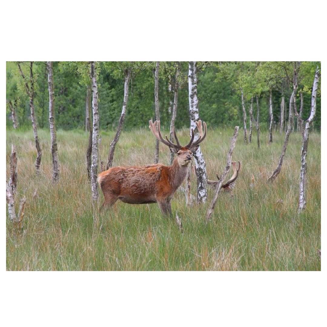 녹용 효능과 관련된 사진입니다.