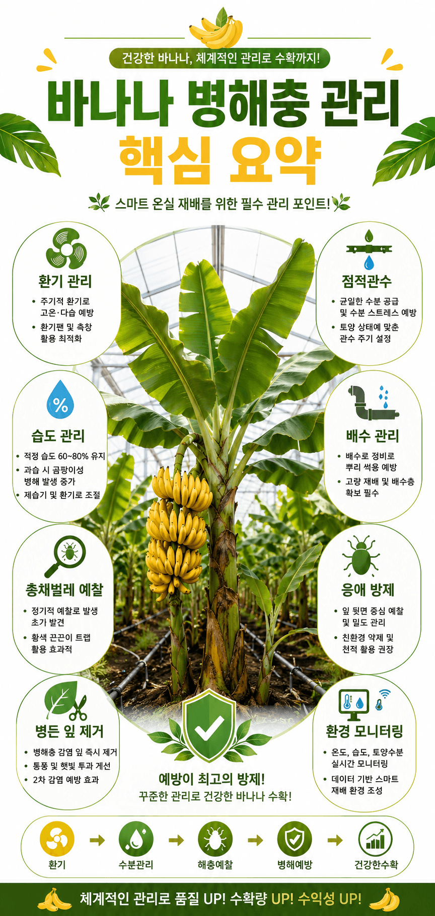 바나나 병해충 관리 핵심요약 인포그래픽