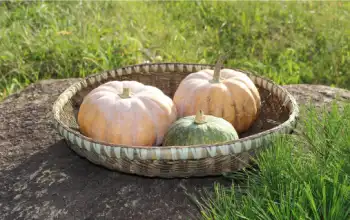 가을 제철 음식 늙은 호박 효능 및 영양성분
