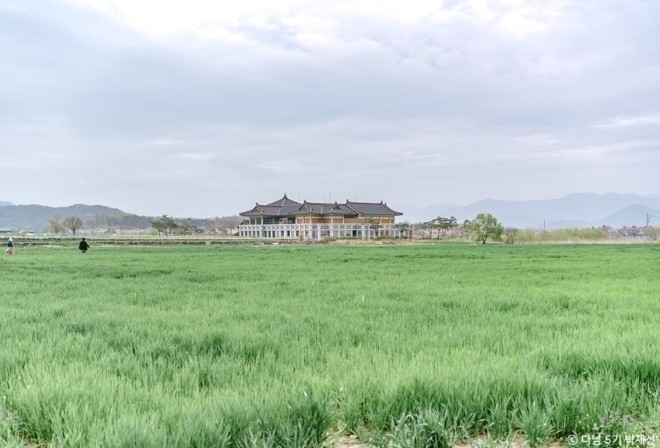 경주 분황사 청보리