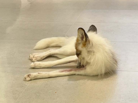 건강 이상·질병 동원… 복지 기준 부재