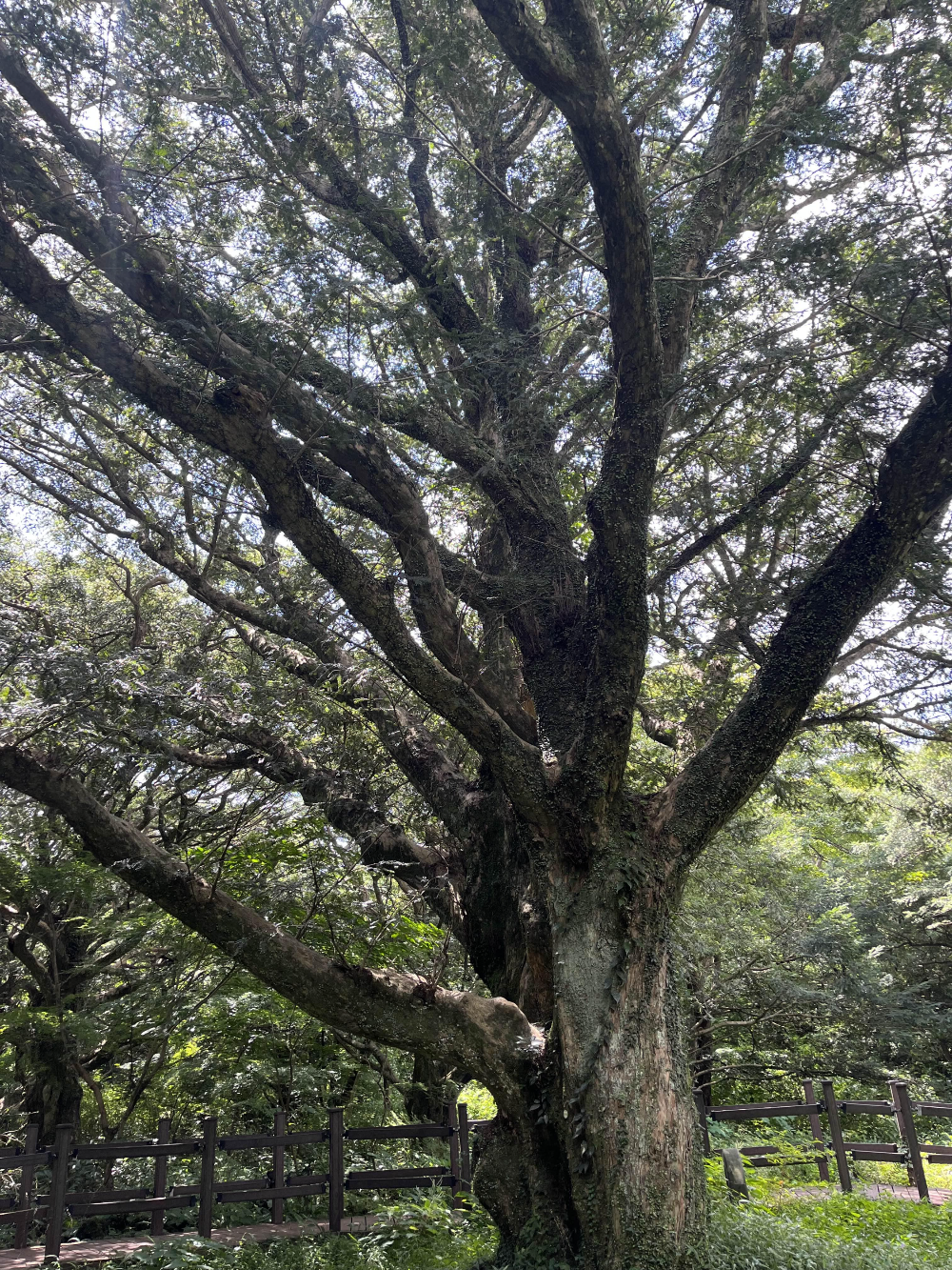 천년의 숲 비자림, 새천년 비자나무