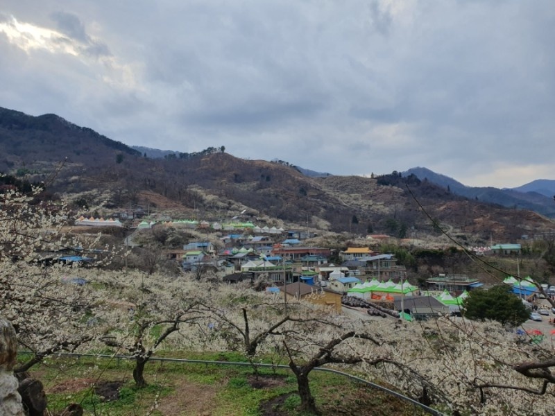 3월 봄꽃 축제 하는곳 봄꽃 여행지