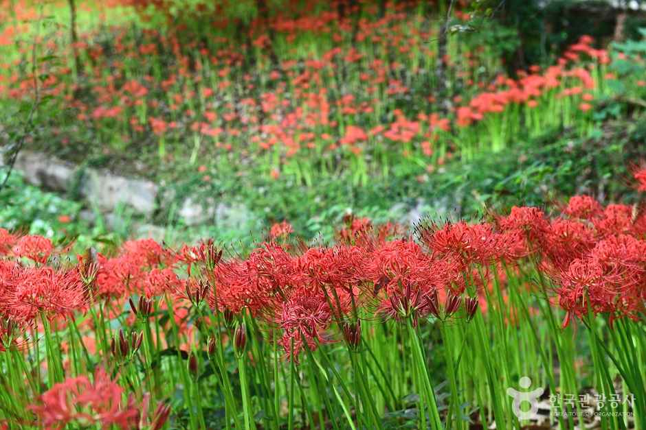 꽃무릇공원