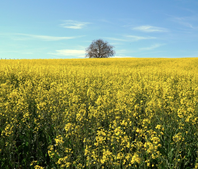 창녕 낙동강 유채축제