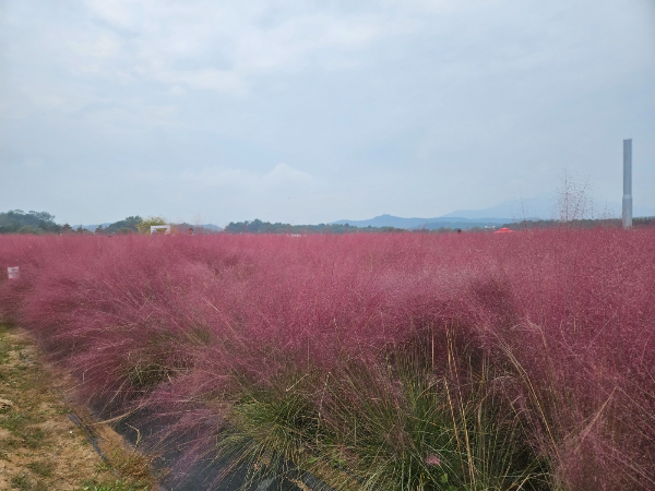 나리공원 꽃축제3
