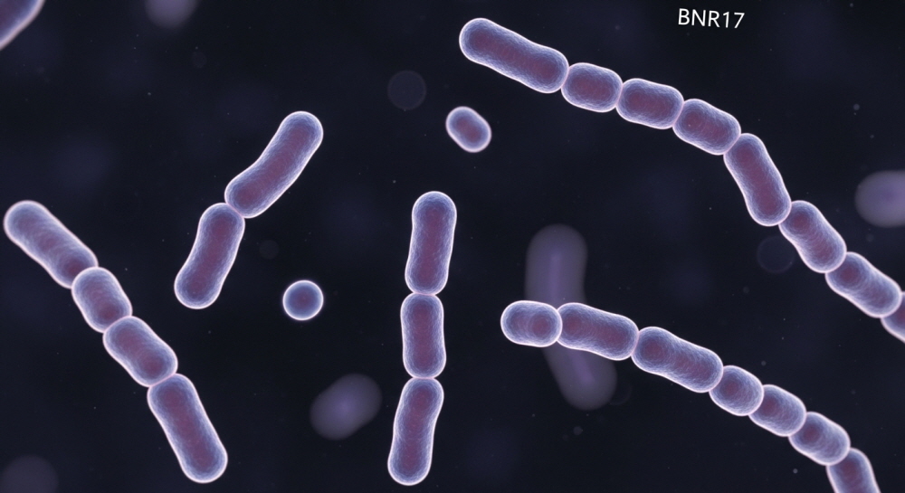 다이어트 유산균 BNR17