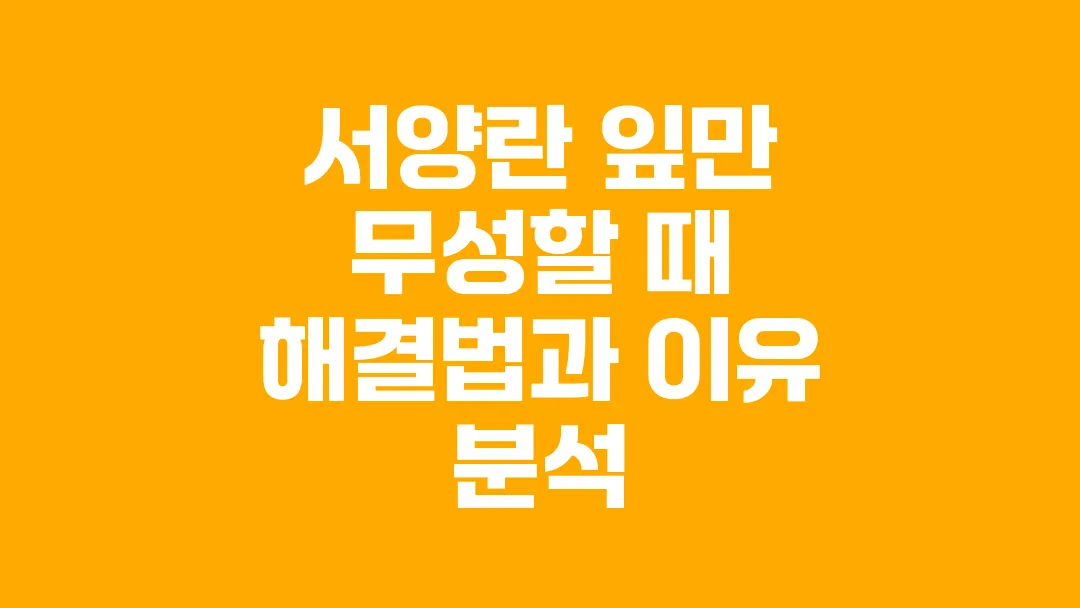 서양란 잎만 무성할 때 해결법과 이유 분석