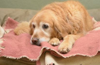 누워있는 강아지