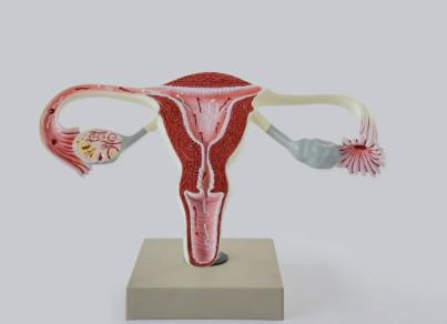 자궁근종 증상 수술후 회복기간 수술비용 좋은음식 등 총정리(최신)