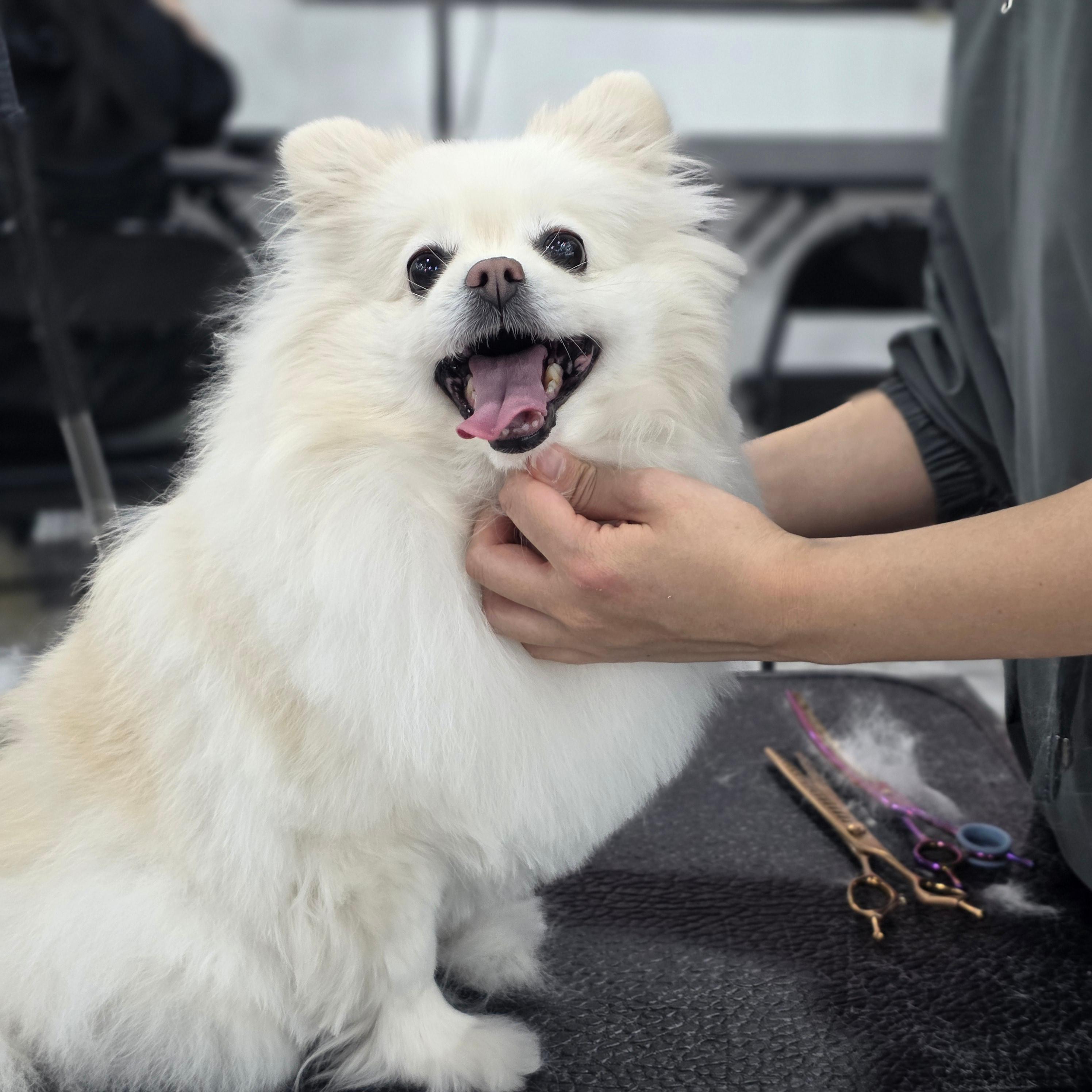 광명애견미용학원