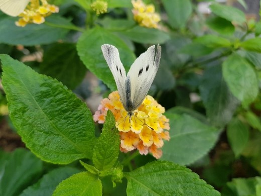 유리온실 배추흰나비