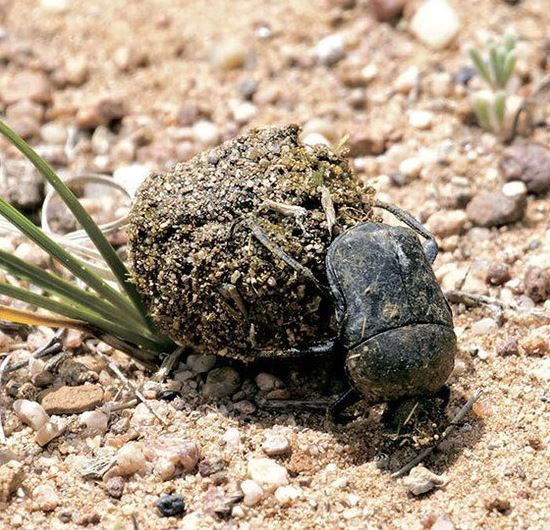 소똥구리 멸종위기 극복방법