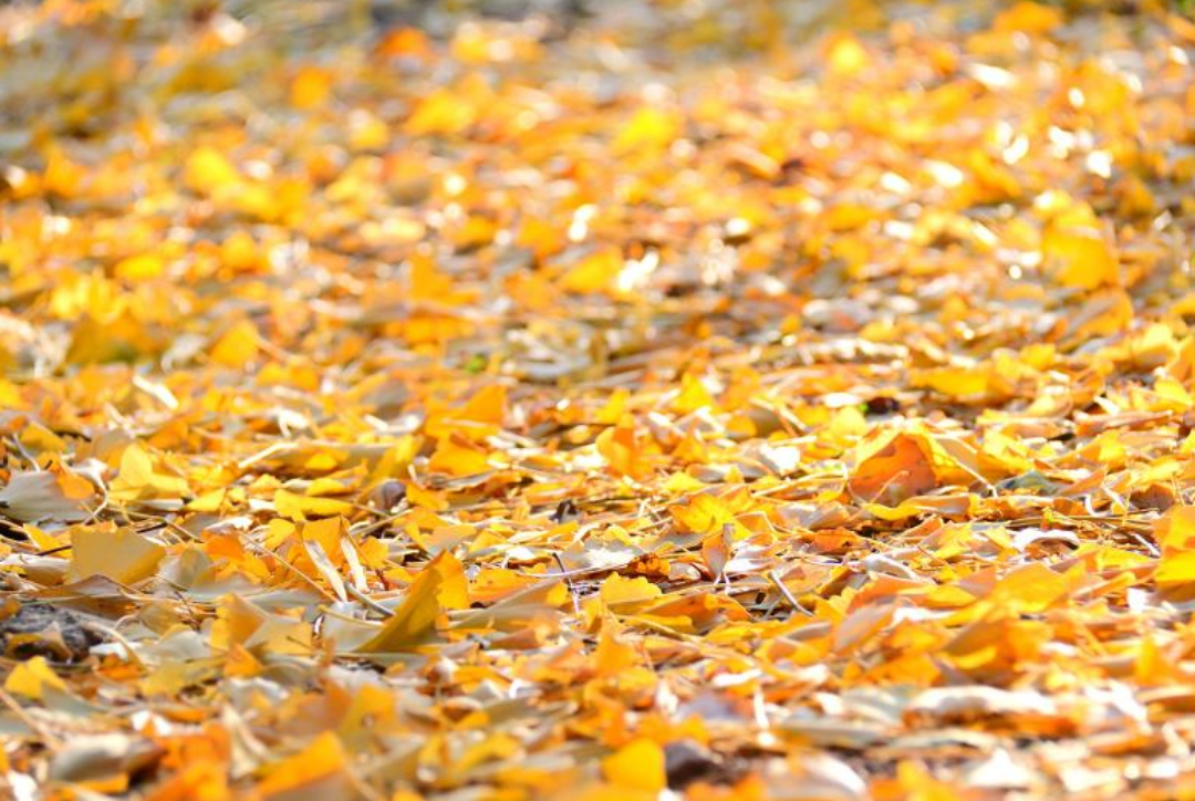 은행잎들이 길가에 떨어져있다.