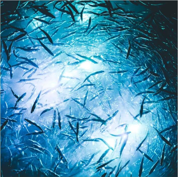 물고기 꿈 해몽