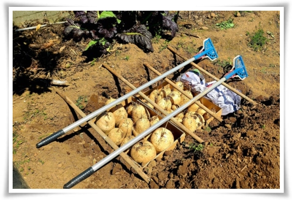 "남은 김장 무 보관법" 땅속에 묻기/냉장/냉동 등 오래 보관하는 법!