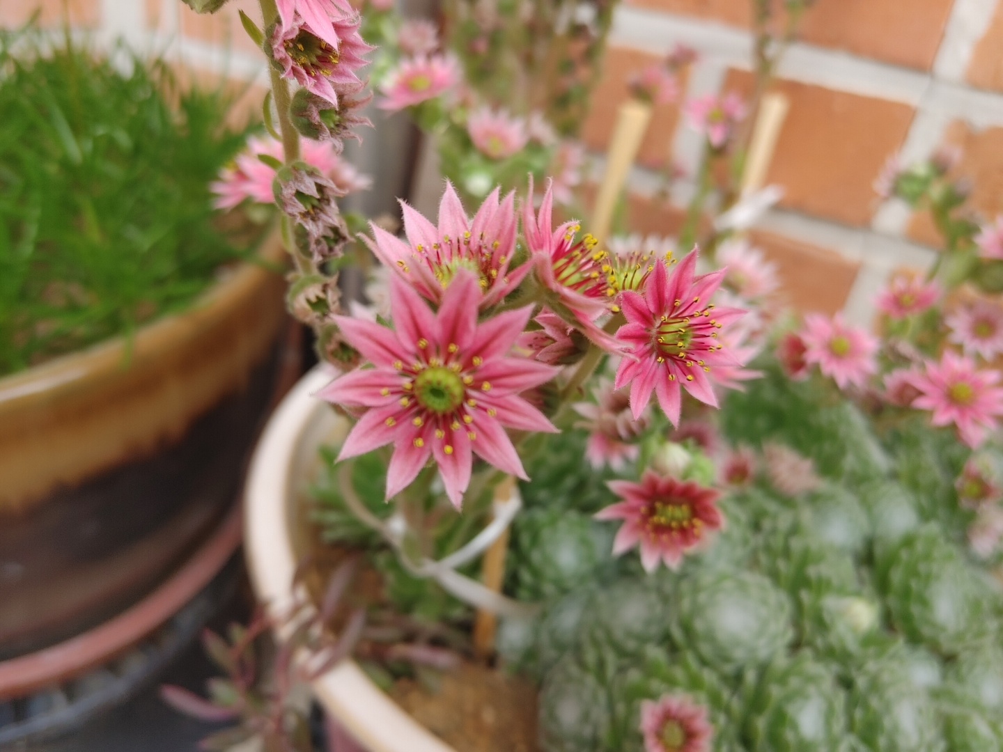 다육식물, 바위 거미솔과 바위 거미솔 꽃