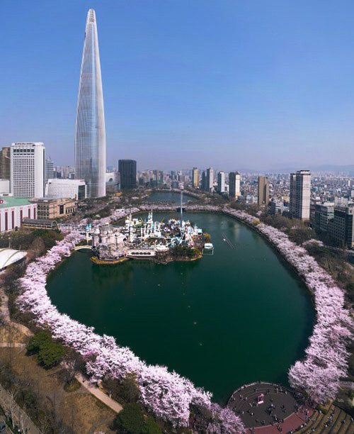 석촌 호수 벚꽃