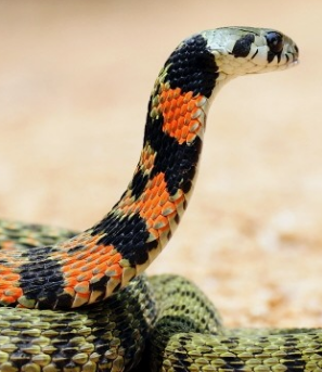 뱀 꿈해몽, 뱀꿈의해석