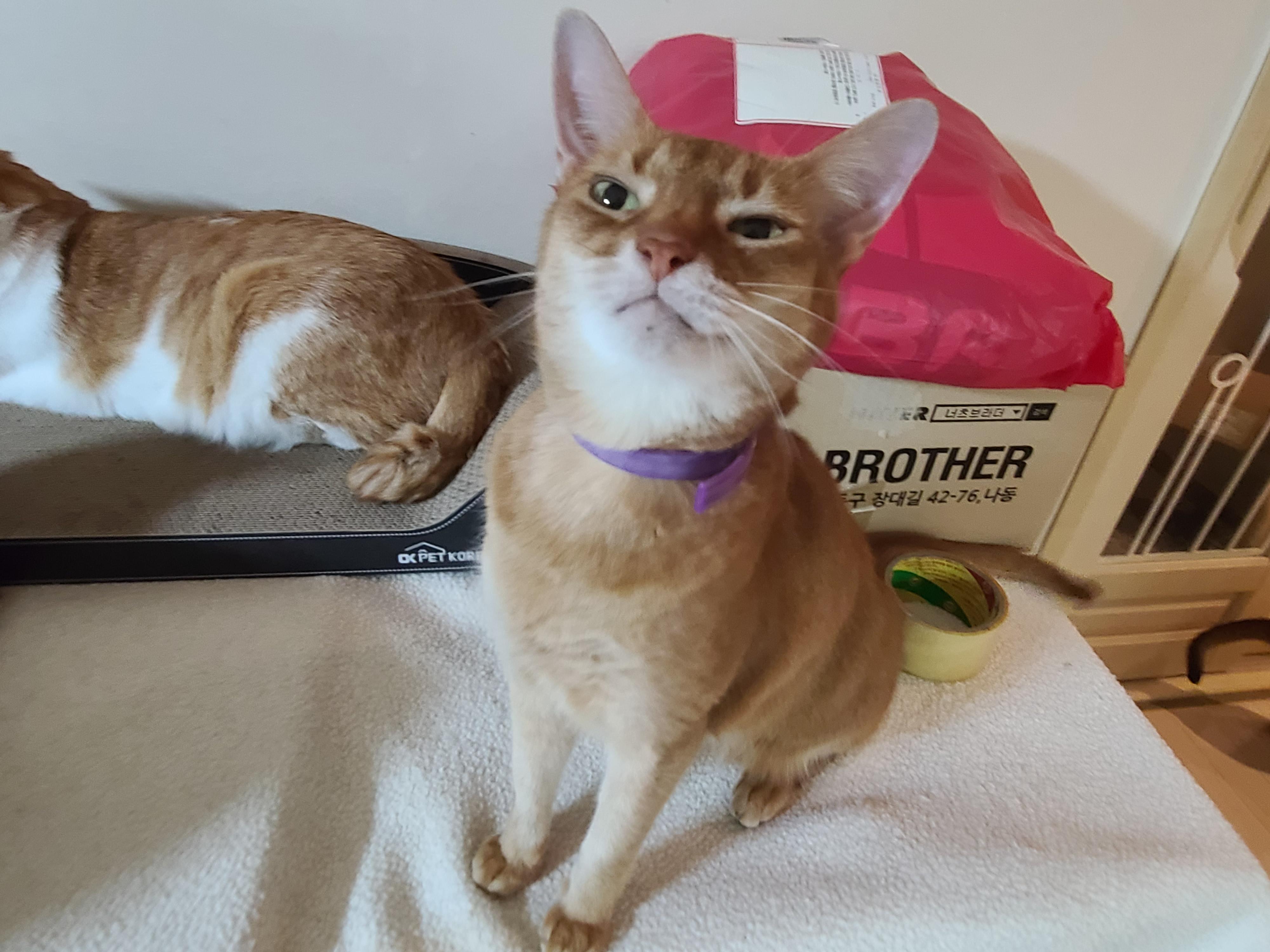 루나의 스트레스 완화를 위해 고양이 스트레스 해소에 도움이 되는 목걸이를 해봤다.