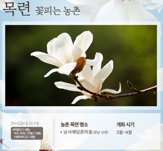 봄꽃 벚꽃개화시기