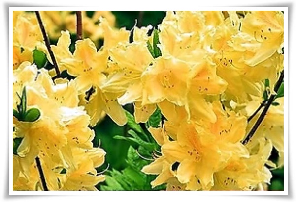 &quot;영산홍&quot; 봄날을 물들이는 활짝 핀 주홍빛 유혹의 매혹적인 꽃!