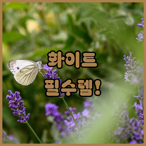 화이트 에디션 추천 아이템 5종 가격..