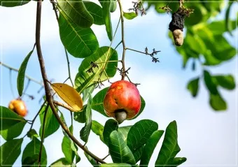 캐슈넛 효능 부작용 섭취량_6
