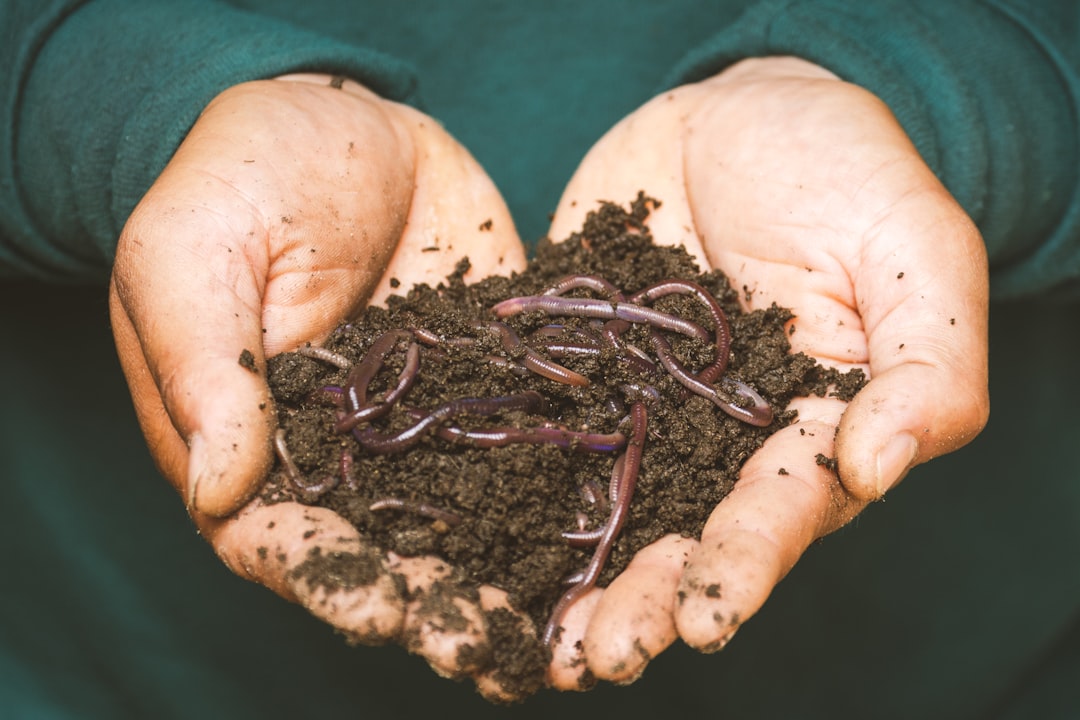 Worm