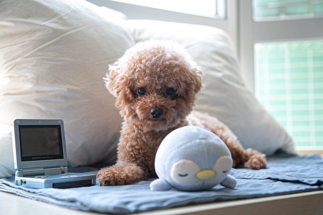 Dog mat