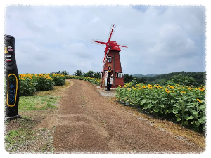 강주해바라기마을