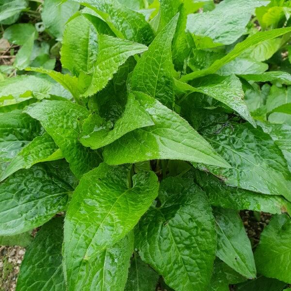 봄나물 종류와 효능 BEST6