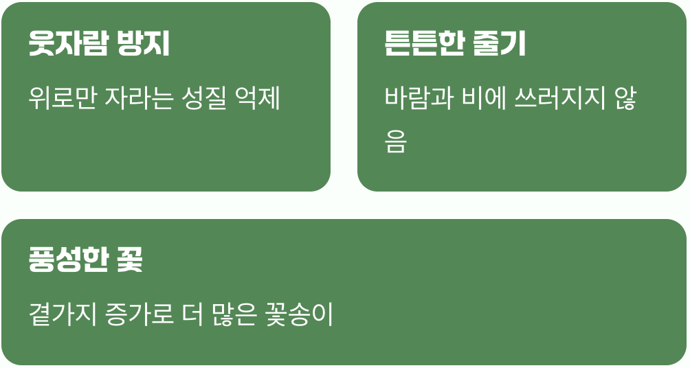 1. 왜 잘라줘야 할까요? (가지치기의 진짜 이유)