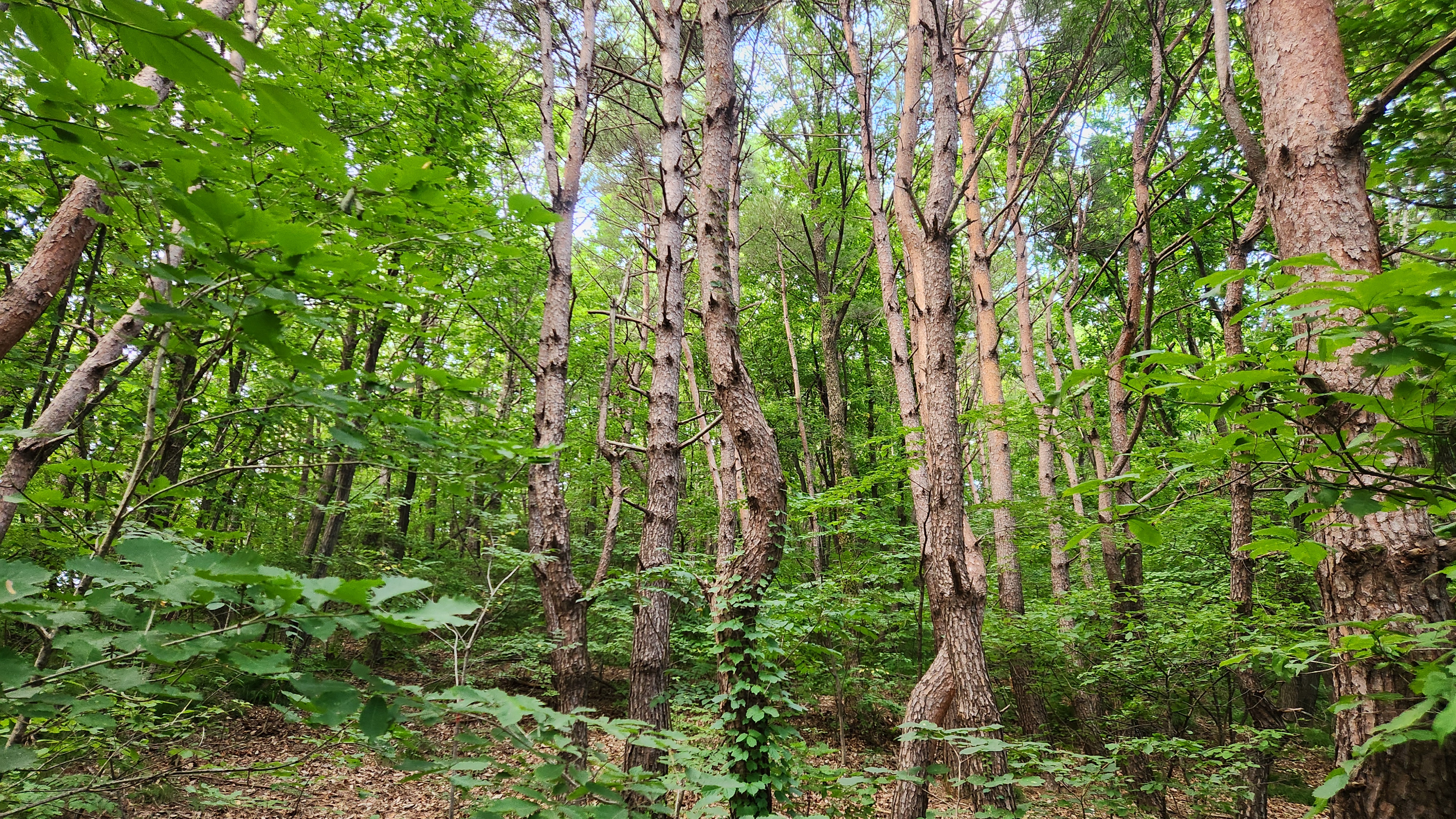 국립산림치유원 예천 문필마을, 문필 데크로드의 울창한 숲