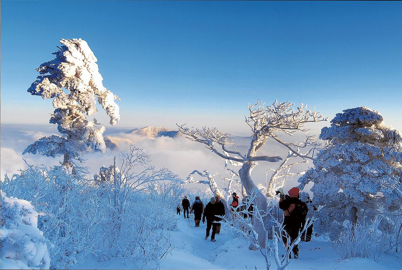 태백산-눈꽃트레킹