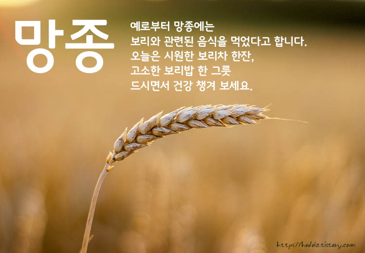 보리로가득