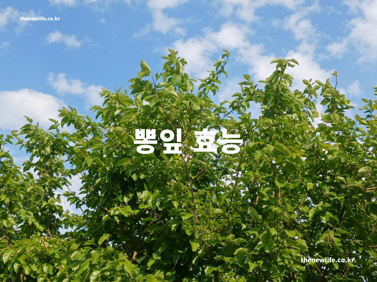 뽕잎 효능 대표 실사진