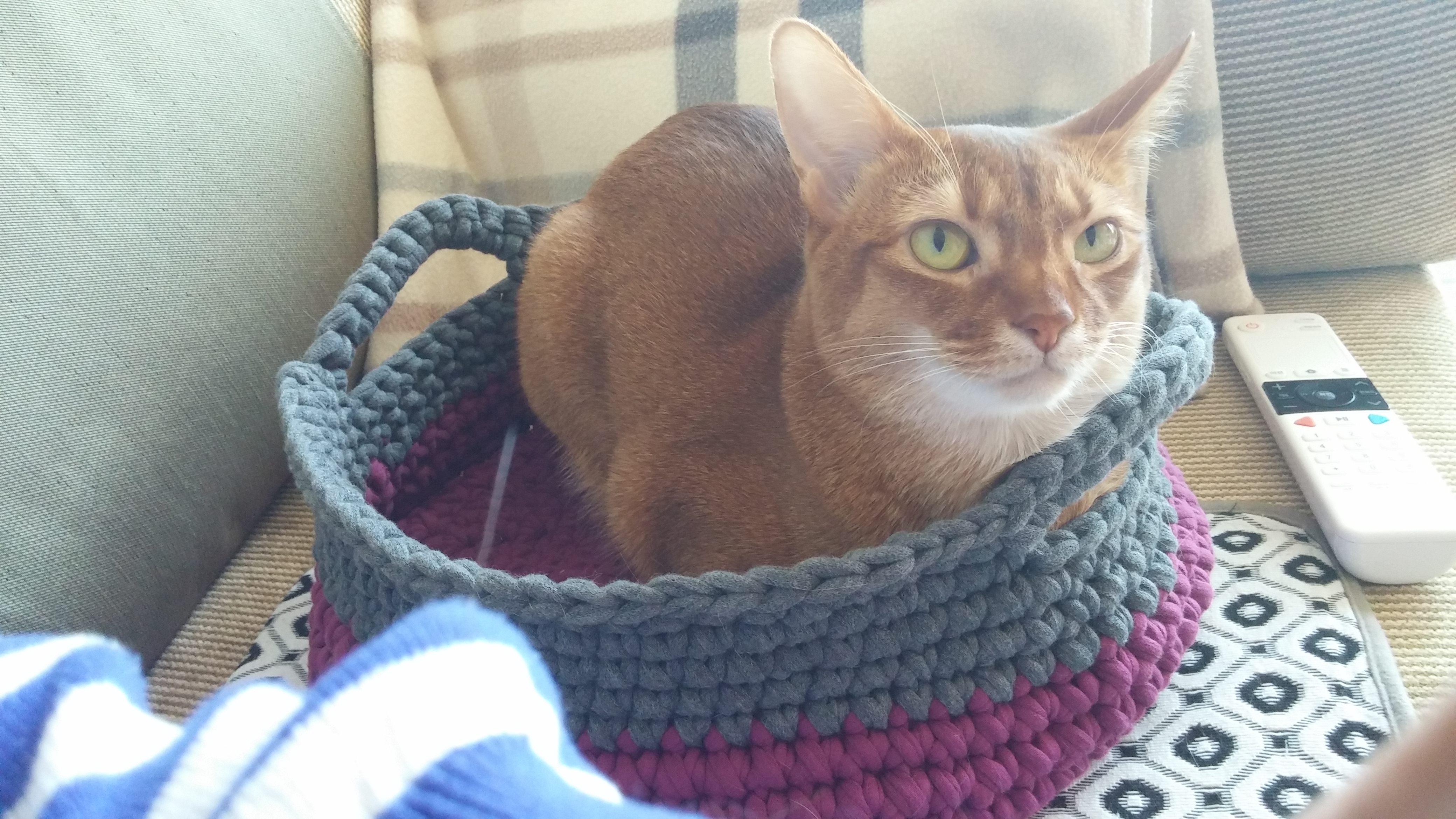 아비시니안 집지키는 고양이