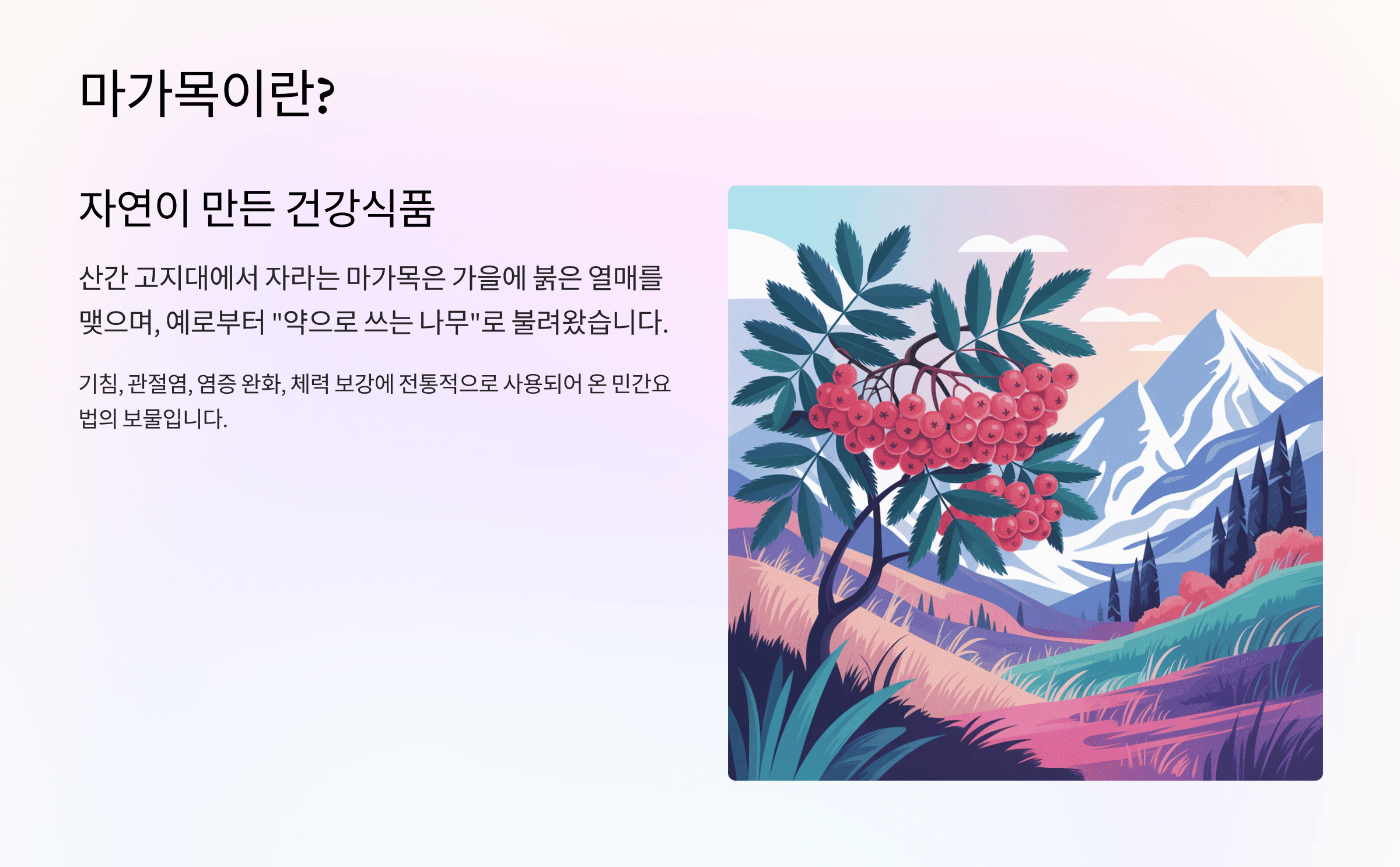 마가목 열매 효능, 면역&middot;관절 건강에 효과? 주의사항 총정리