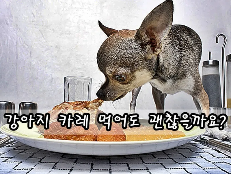 강아지 카레가루 먹었을 때 대처하는 방법과 예방 팁_1