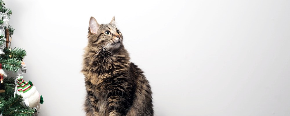 고양이 만지는 법 12