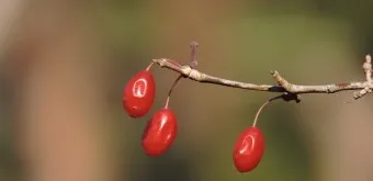 산수유 효능 부작용 섭취방법 1일 섭취량_6